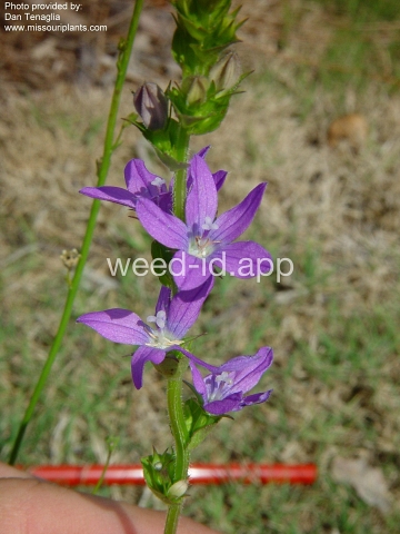 venuslookingglass, common